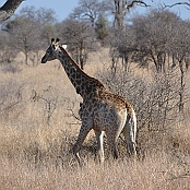 "Southern Giraffe" Kruger National Park, South Africa